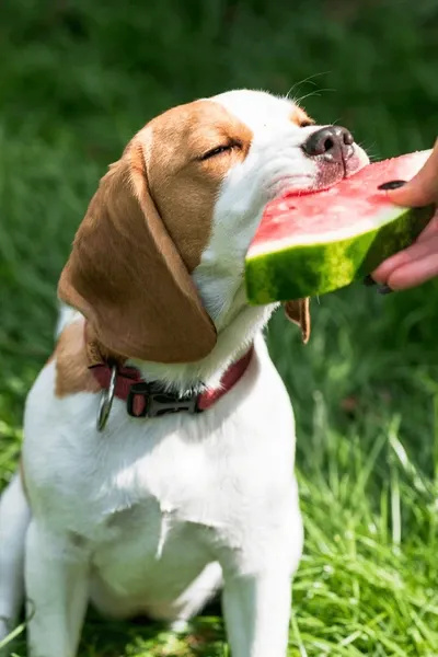 7 Safe Fruits Your Pup Can Enjoy