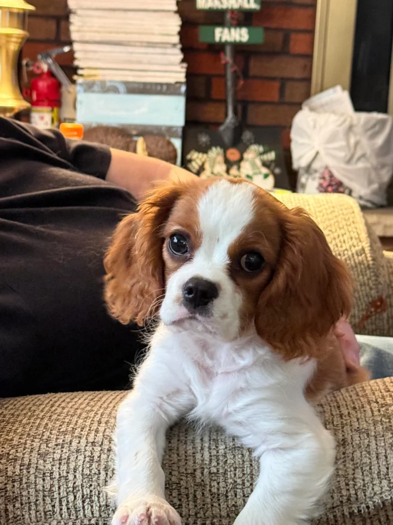 Best Low Maintenance Dog Breeds by Lifestyle
