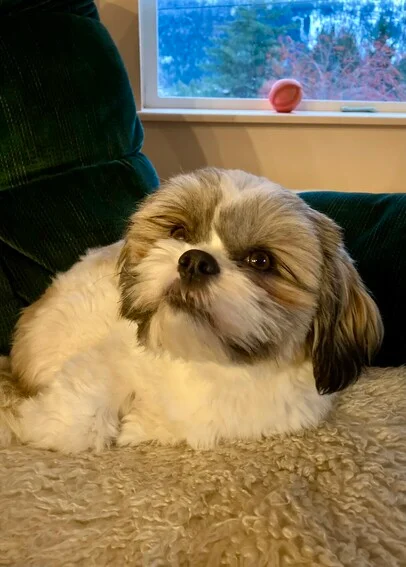 Best Low Maintenance Dog Breeds by Lifestyle