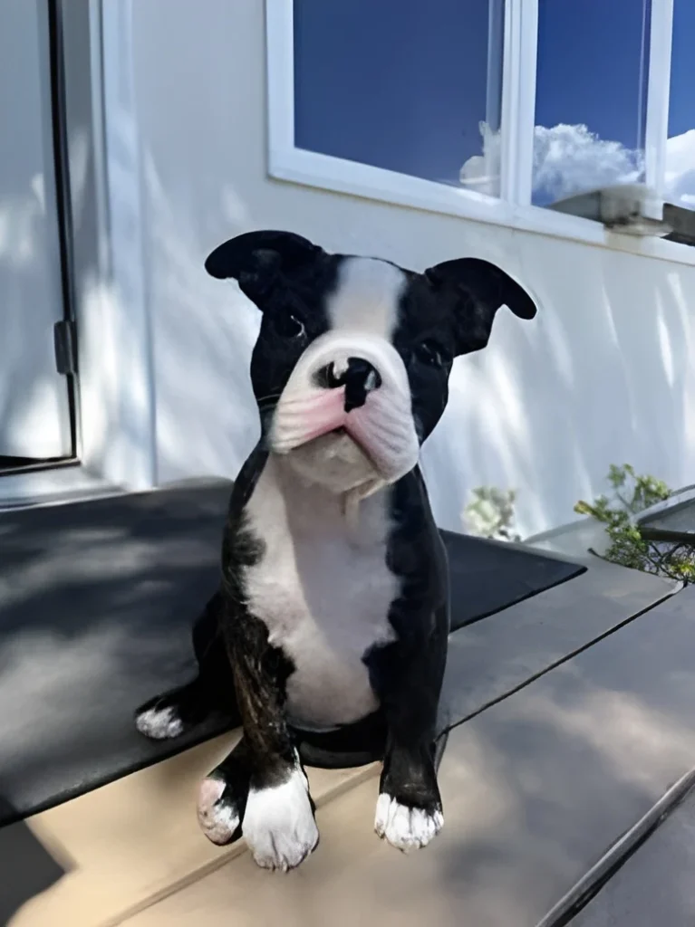 Best Low Maintenance Dog Breeds by Lifestyle