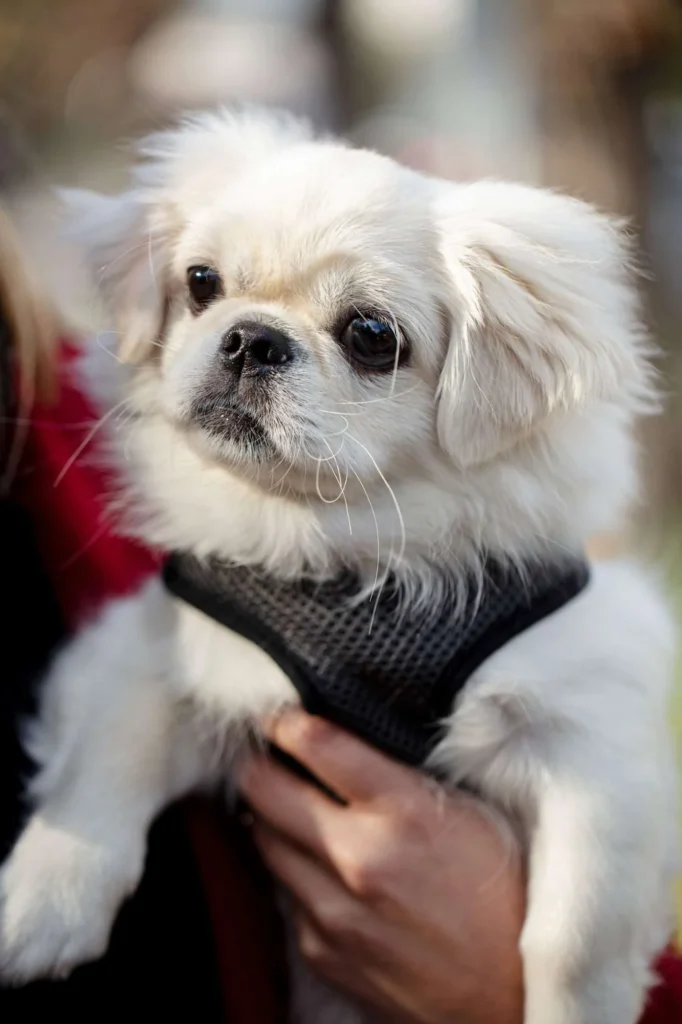Best Low Maintenance Dog Breeds by Lifestyle