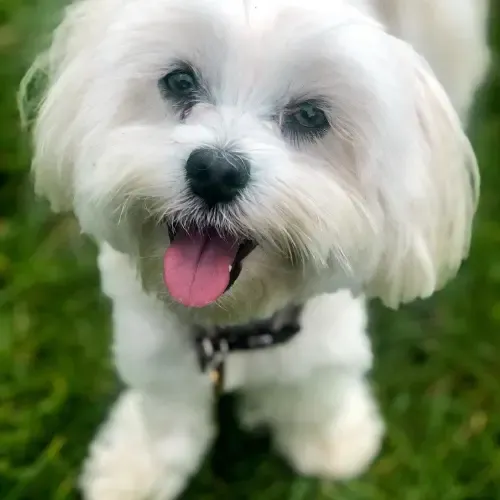 Best Low Maintenance Dog Breeds by Lifestyle