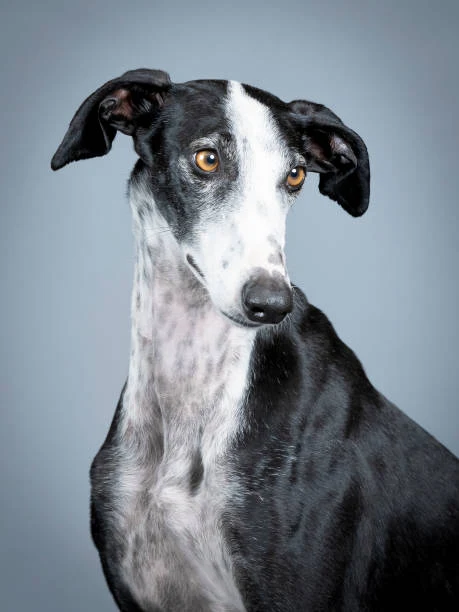 Best Low Maintenance Dog Breeds by Lifestyle