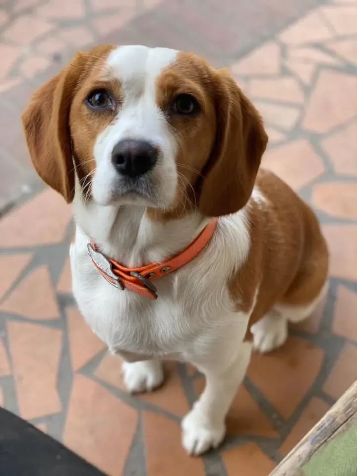 Best Low Maintenance Dog Breeds by Lifestyle