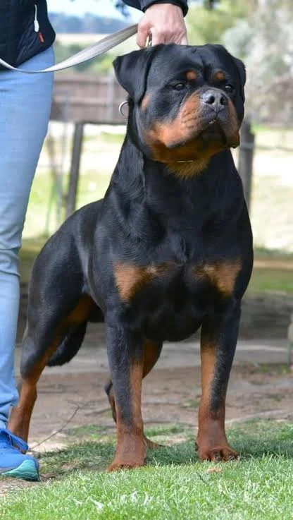Rottweiler Dog Breed Information Facts, Traits, Pictures & More