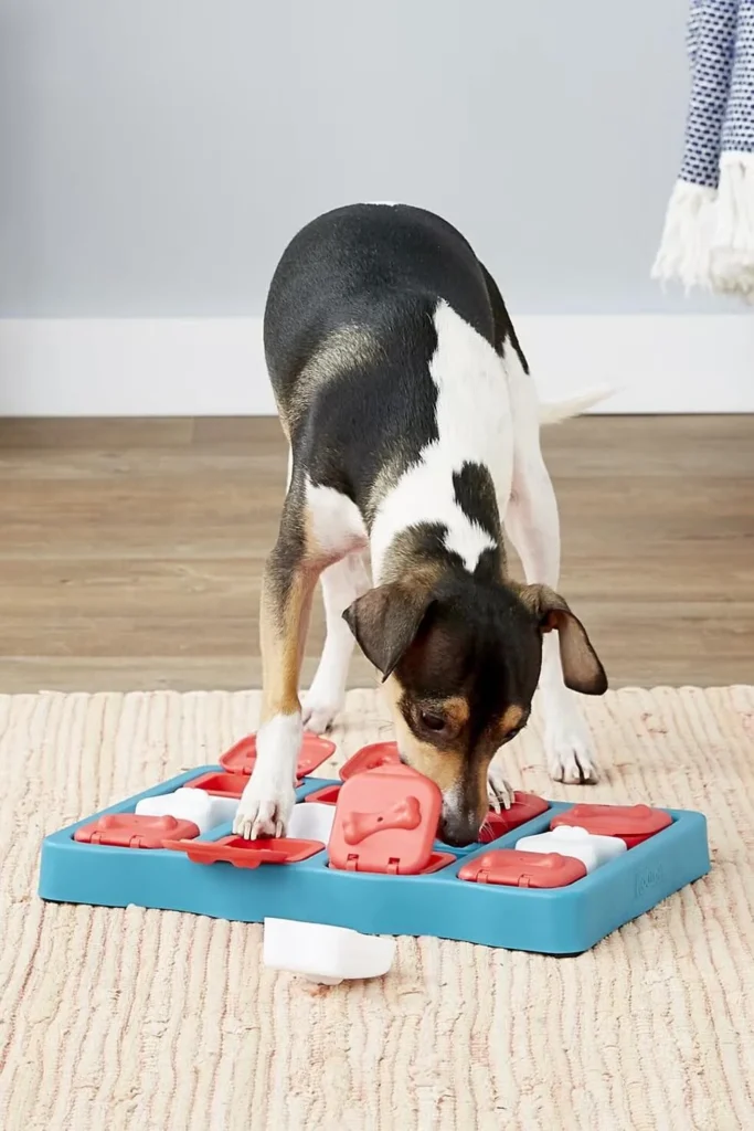 Should You Yell at Your Dog for Barking
