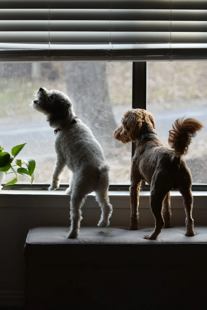 Should You Yell at Your Dog for Barking