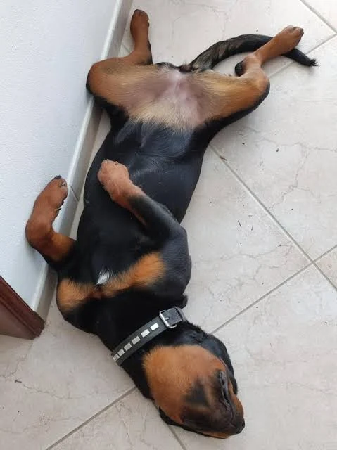 Why Do Rottweilers Lie on Their Backs?