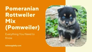 Pomeranian Rottweiler mix