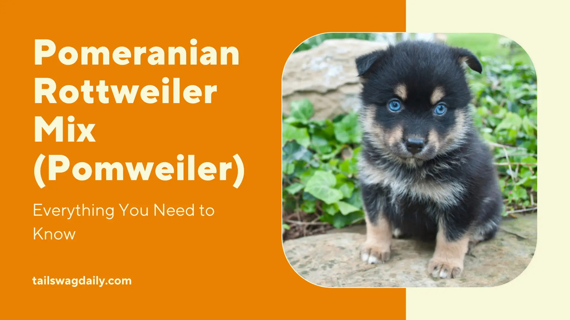 Pomeranian Rottweiler mix