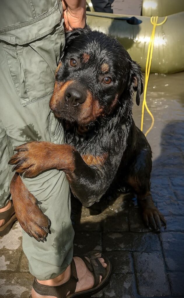 The Day I Met Bear A Rescue I’ll Never Forget
