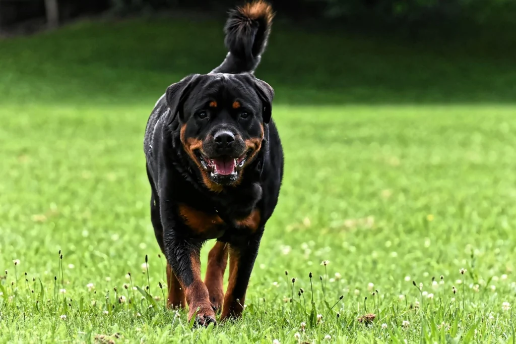Roman Rottweiler