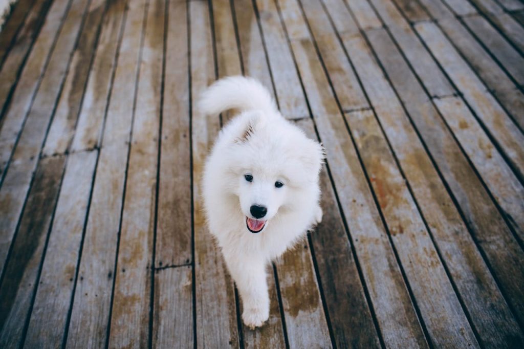 Big White Dog Breeds