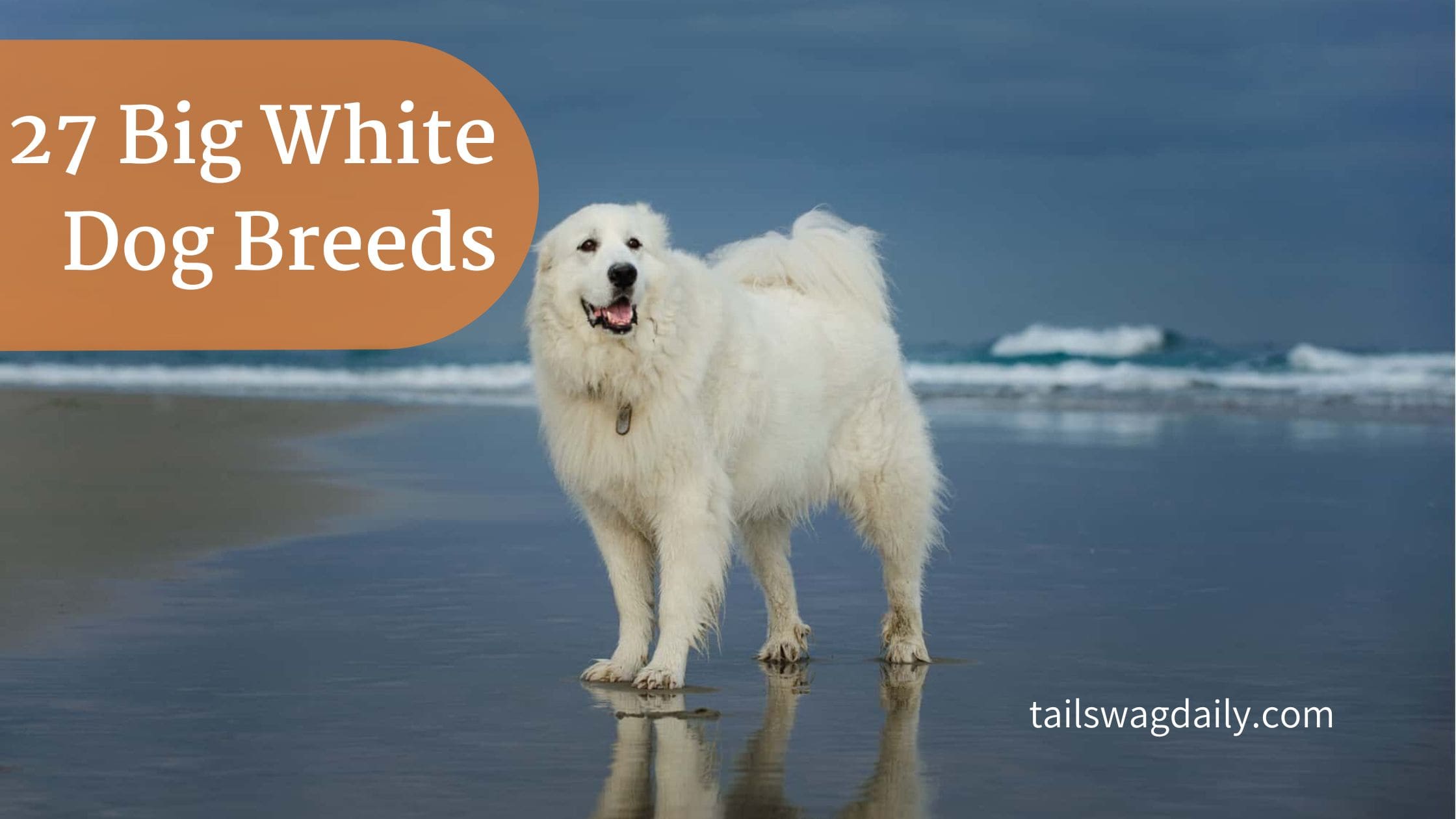 Big White Dog Breeds