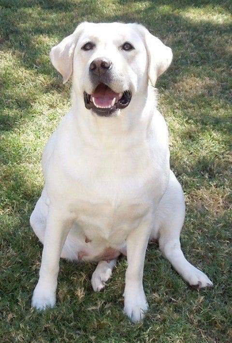 Big White Dog Breeds