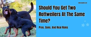 Should You Get Two Rottweilers At The Same Time